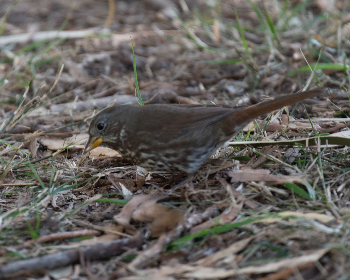 Fox Sparrow - ML509040061