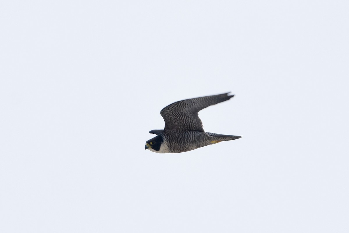 Peregrine Falcon (Australian) - ML509040751