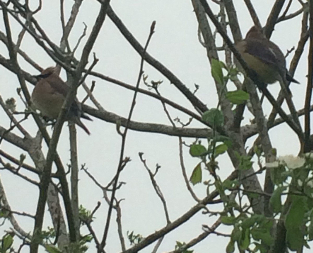 Cedar Waxwing - ML50904101