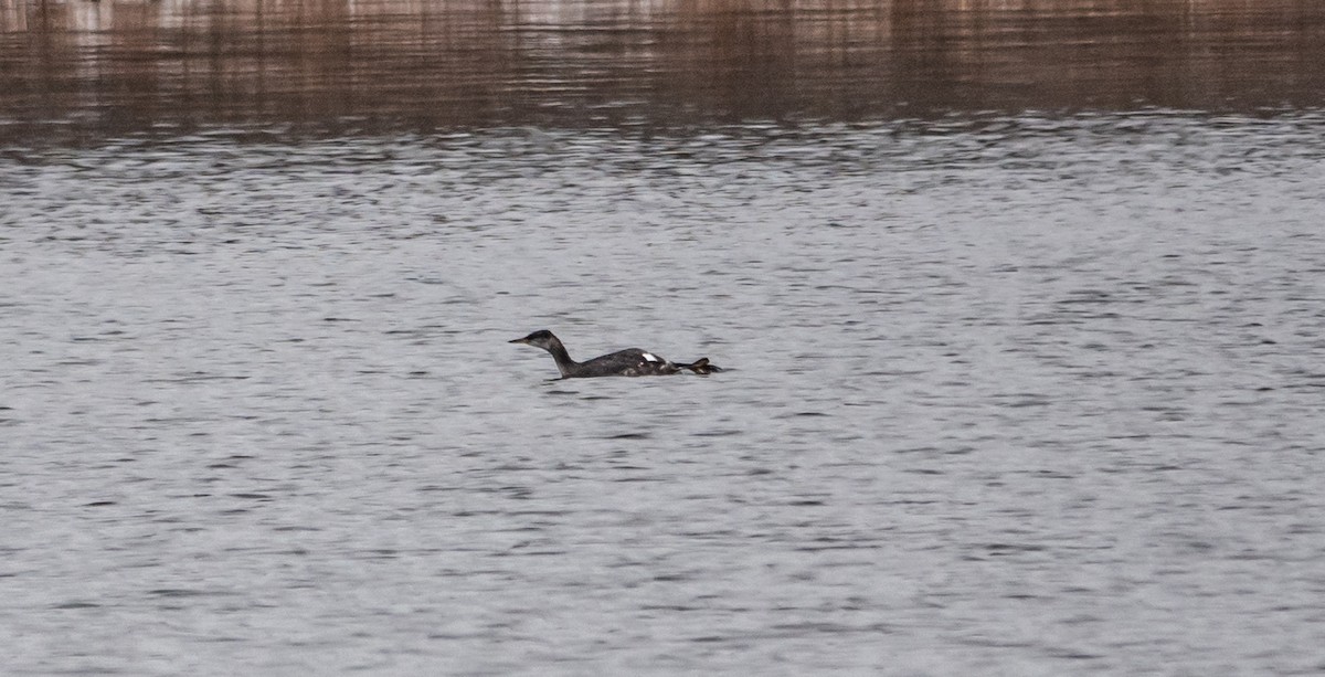 Red-necked Grebe - Gale VerHague