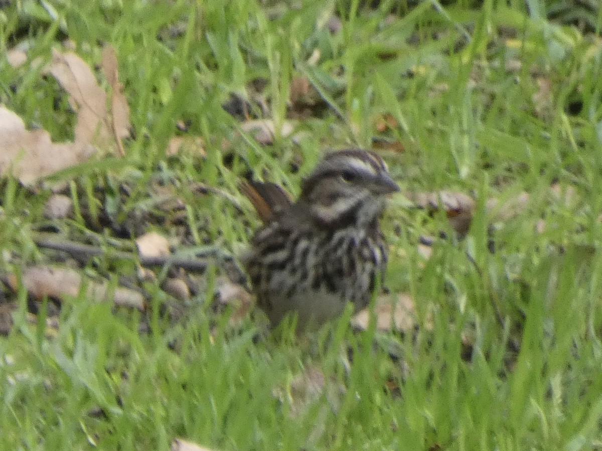 Song Sparrow - ML509045231