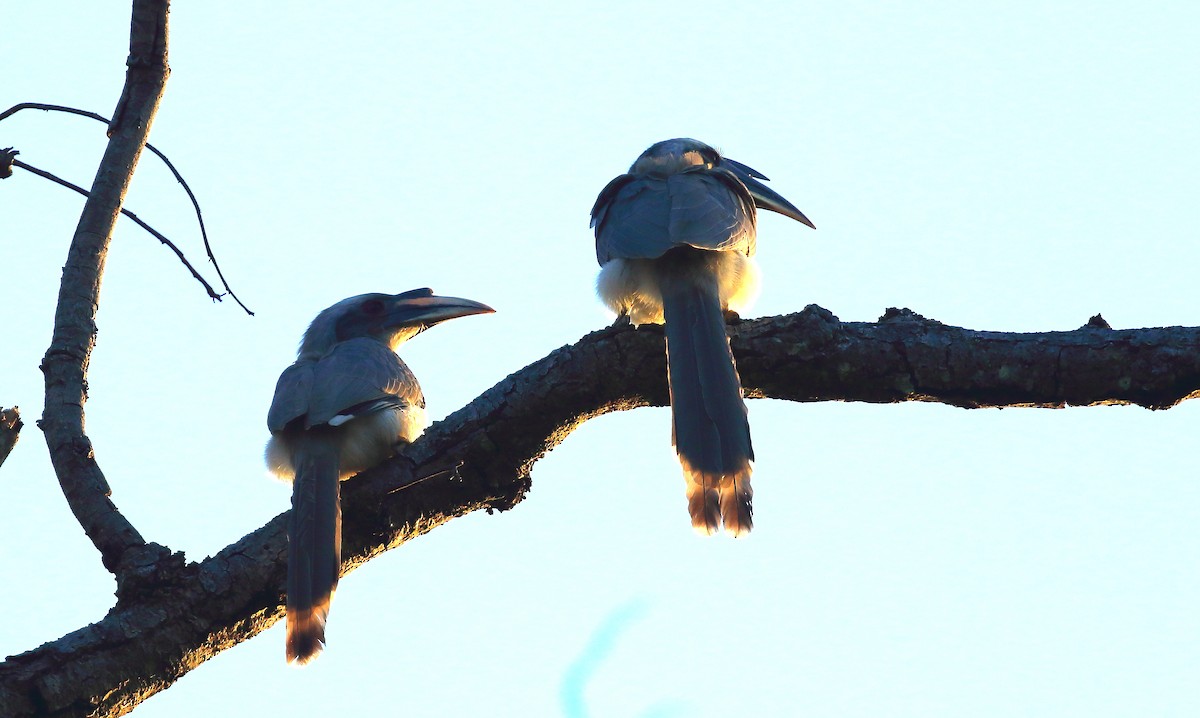 Indian Gray Hornbill - ML50904571