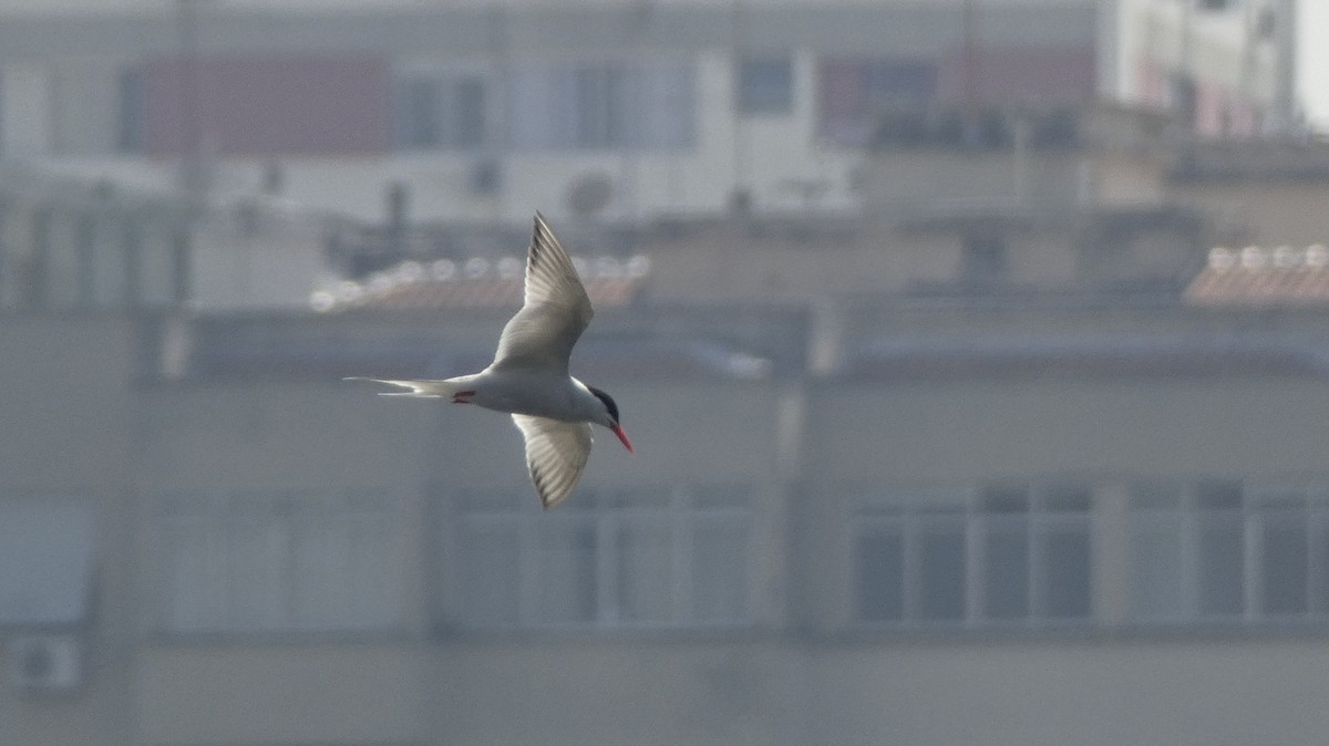 South American Tern - ML509046901