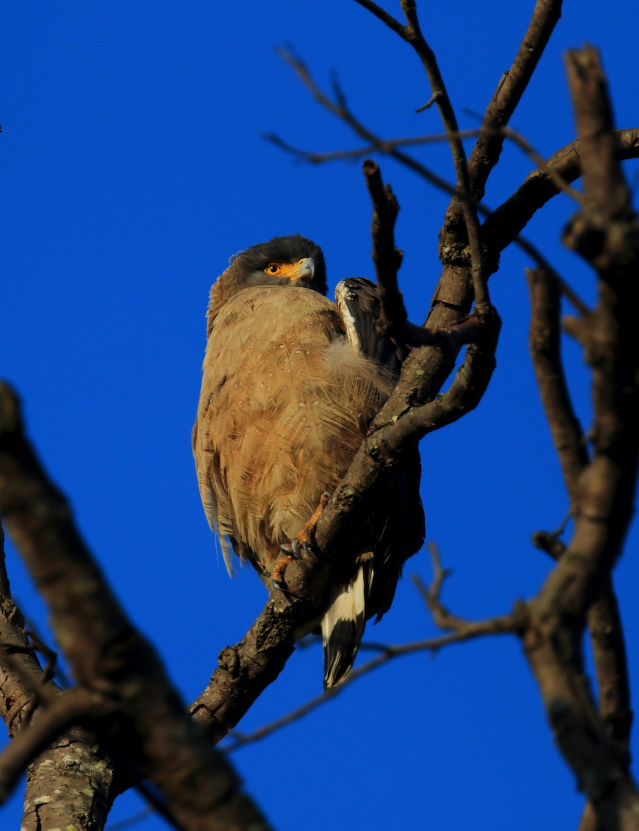 Haubenschlangenadler - ML50904701