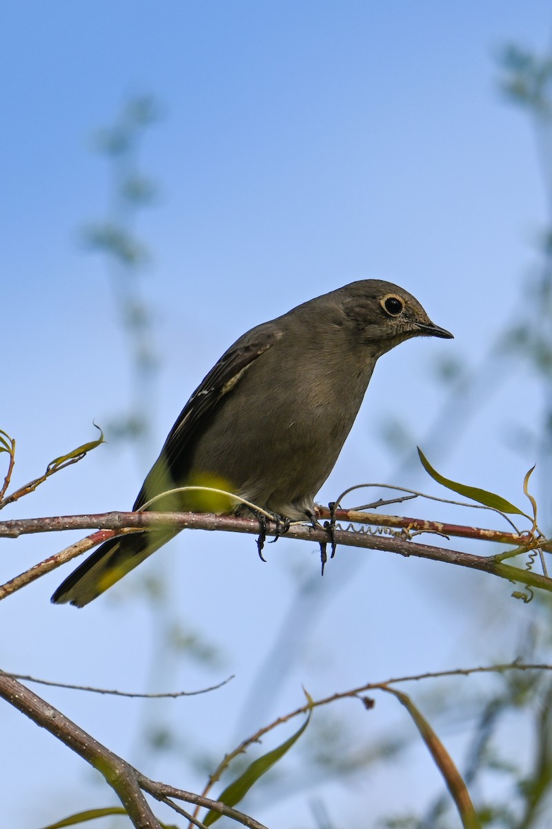 Townsend's Solitaire - ML509047721