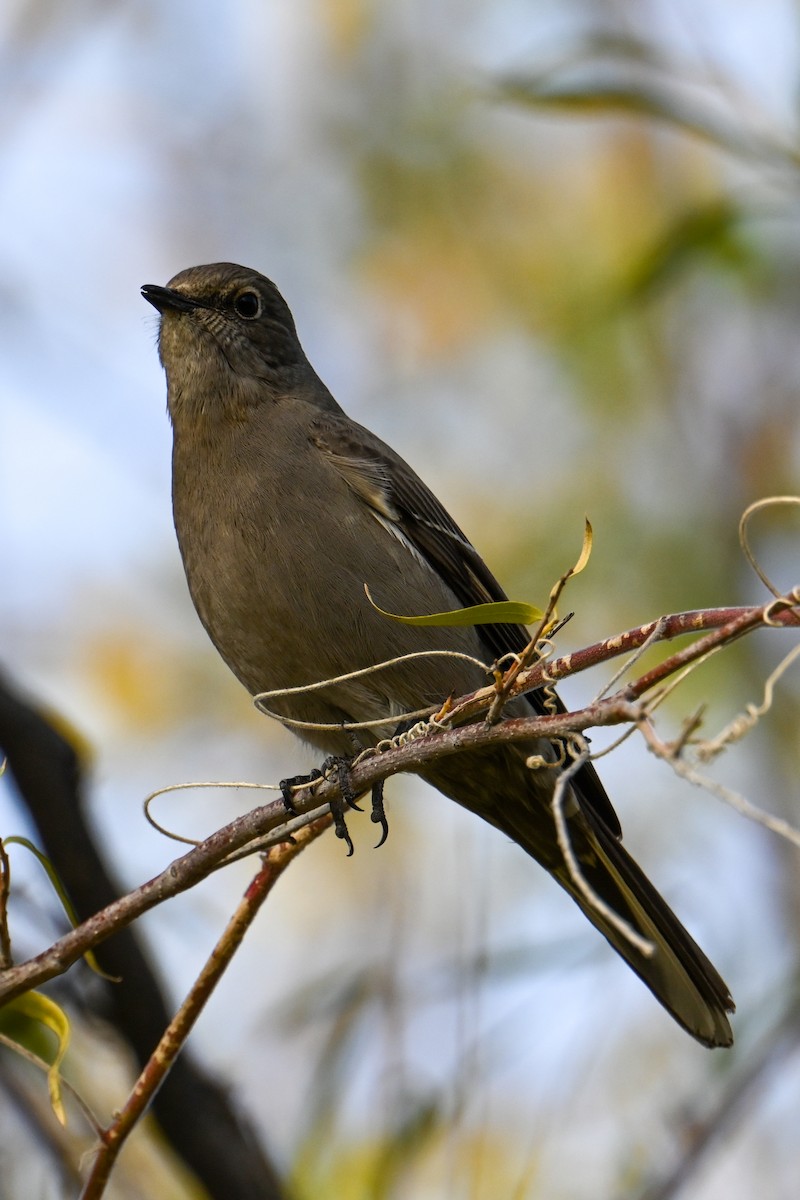 Townsend's Solitaire - ML509047751