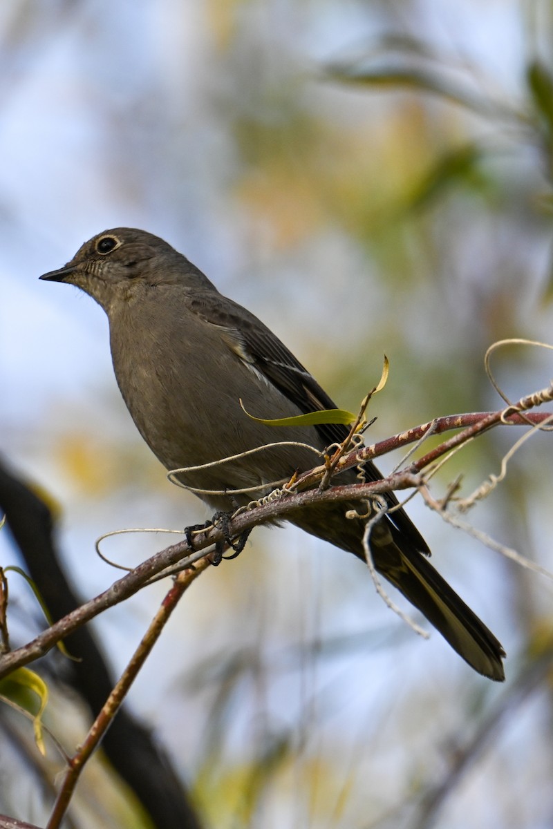 Townsend's Solitaire - ML509047761