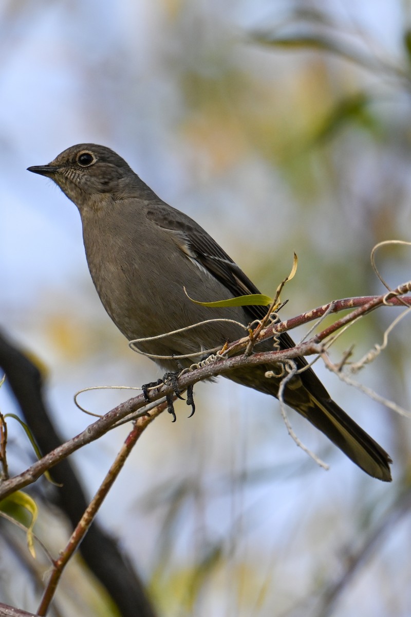 Townsend's Solitaire - ML509047771