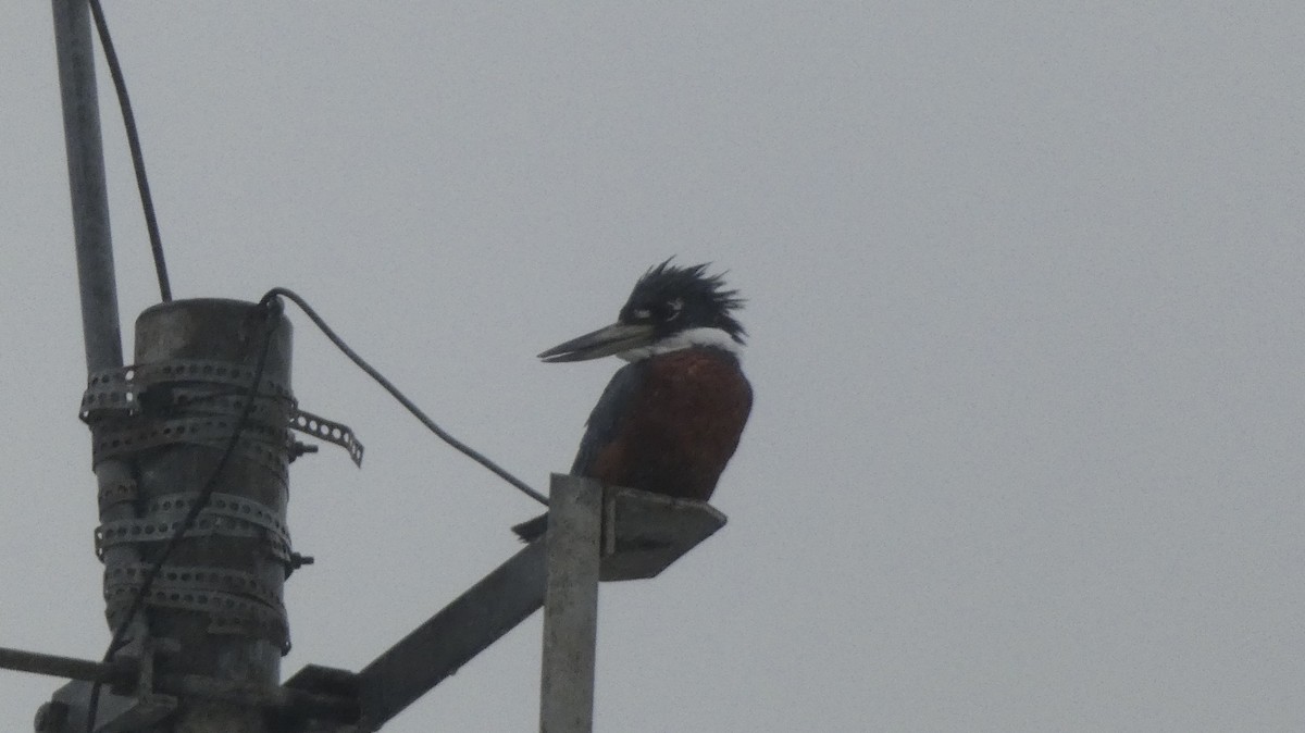 Ringed Kingfisher - ML509048471