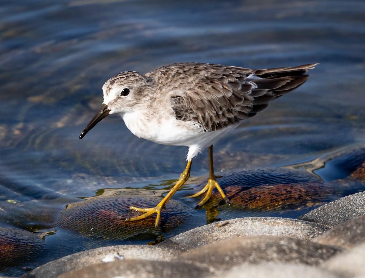 Wiesenstrandläufer - ML509049891