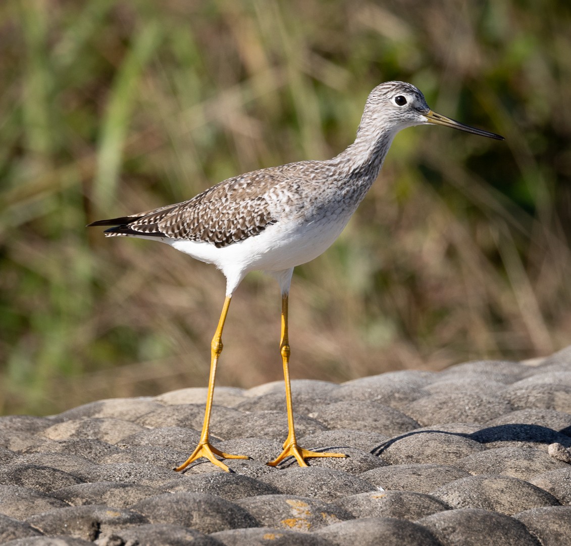 Greater Yellowlegs - ML509050011