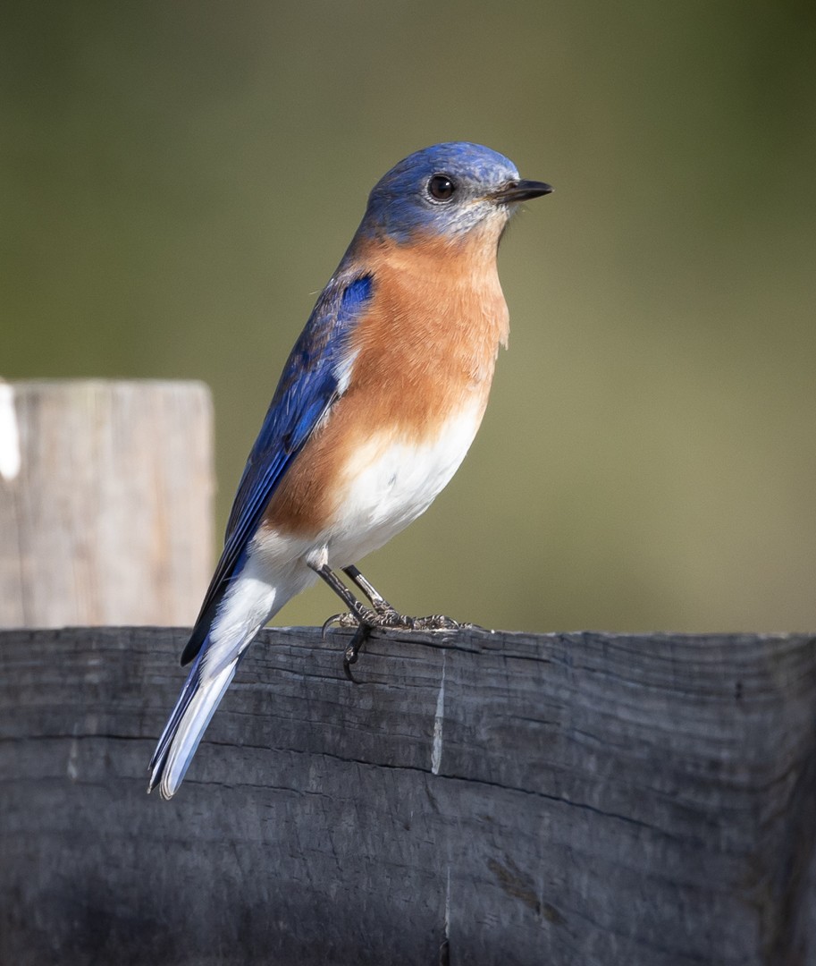 Eastern Bluebird - ML509050091