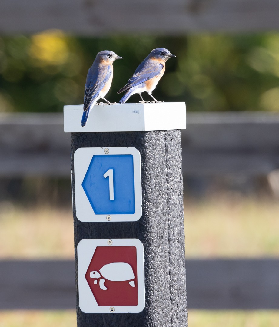 Eastern Bluebird - ML509050121