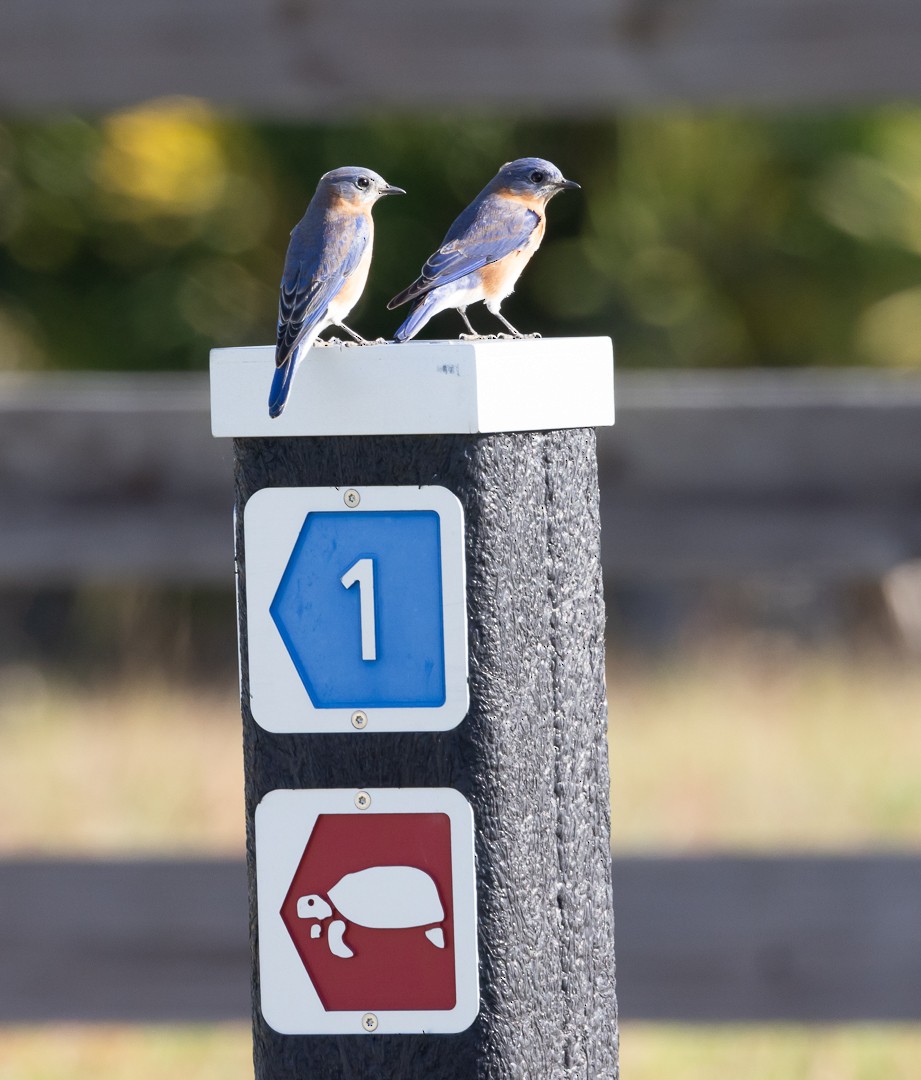 Eastern Bluebird - Greg Schrader