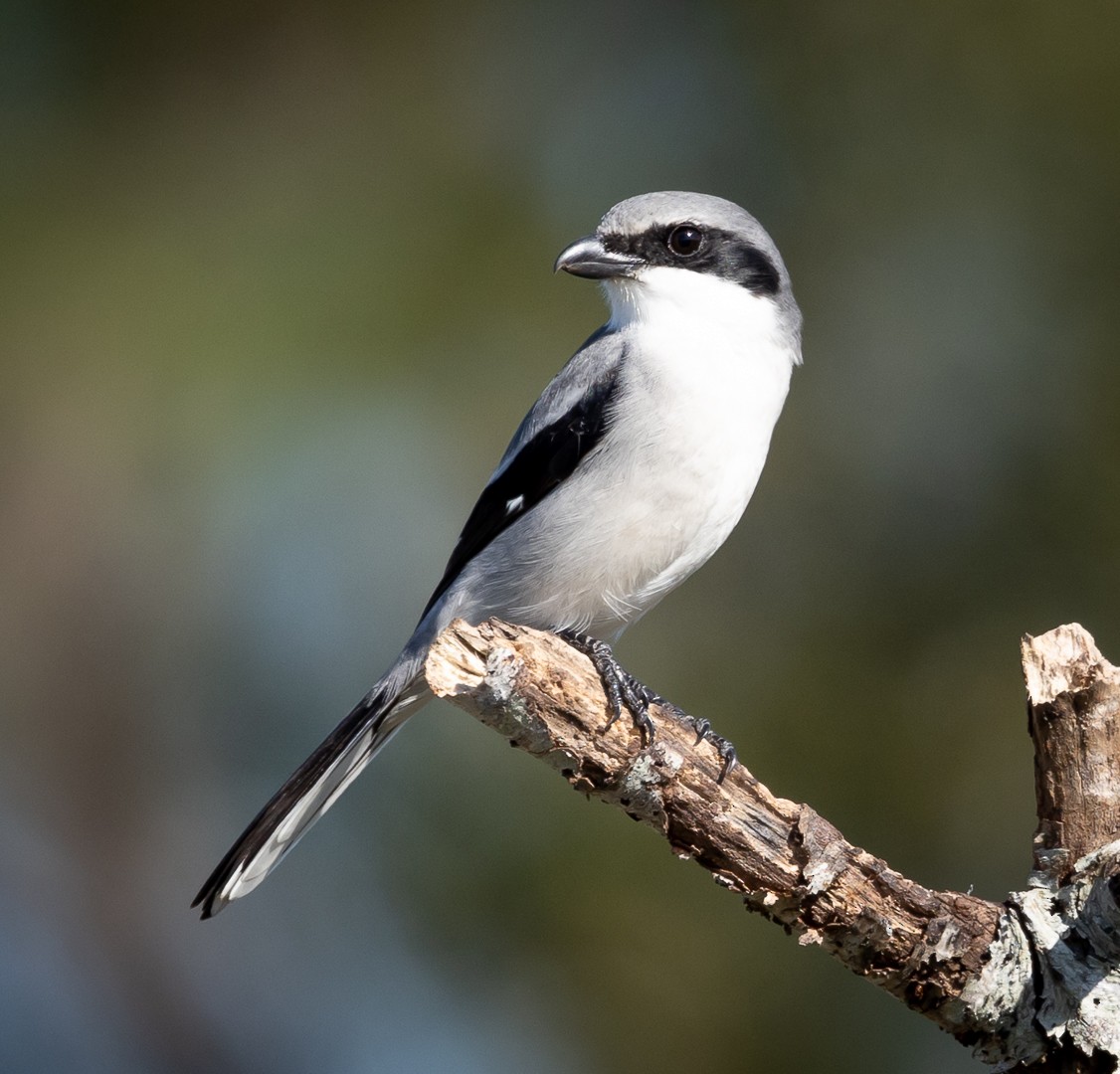 Loggerhead Shrike - ML509050181