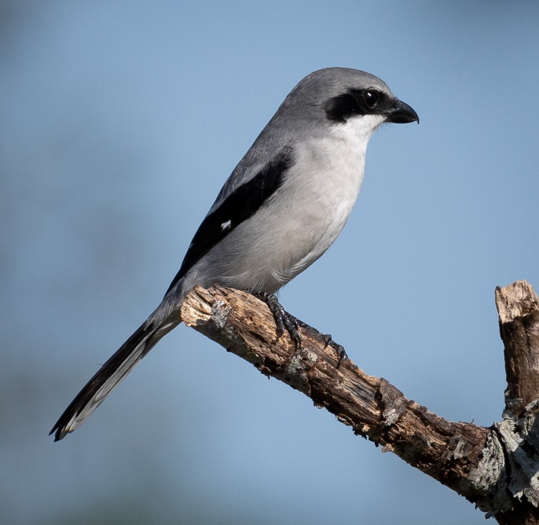 Loggerhead Shrike - ML509050211