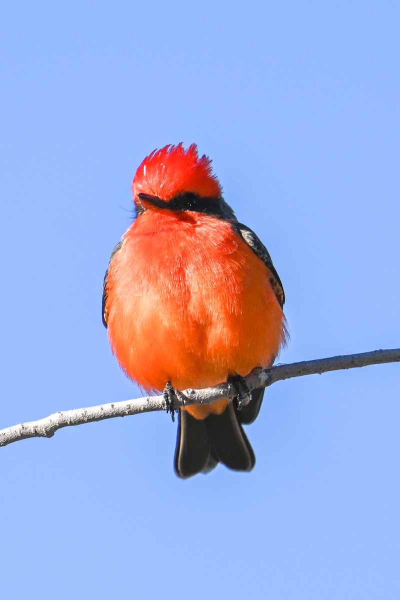 Vermilion Flycatcher - ML509050251