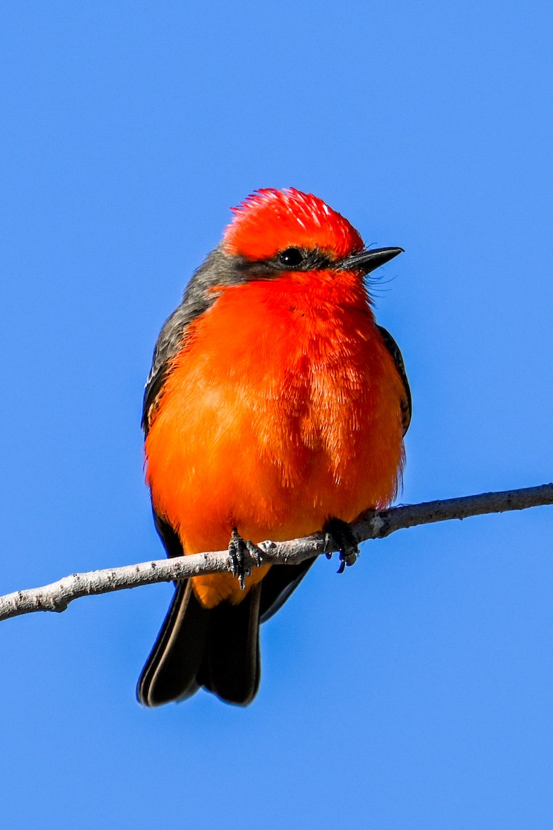 Vermilion Flycatcher - ML509050261