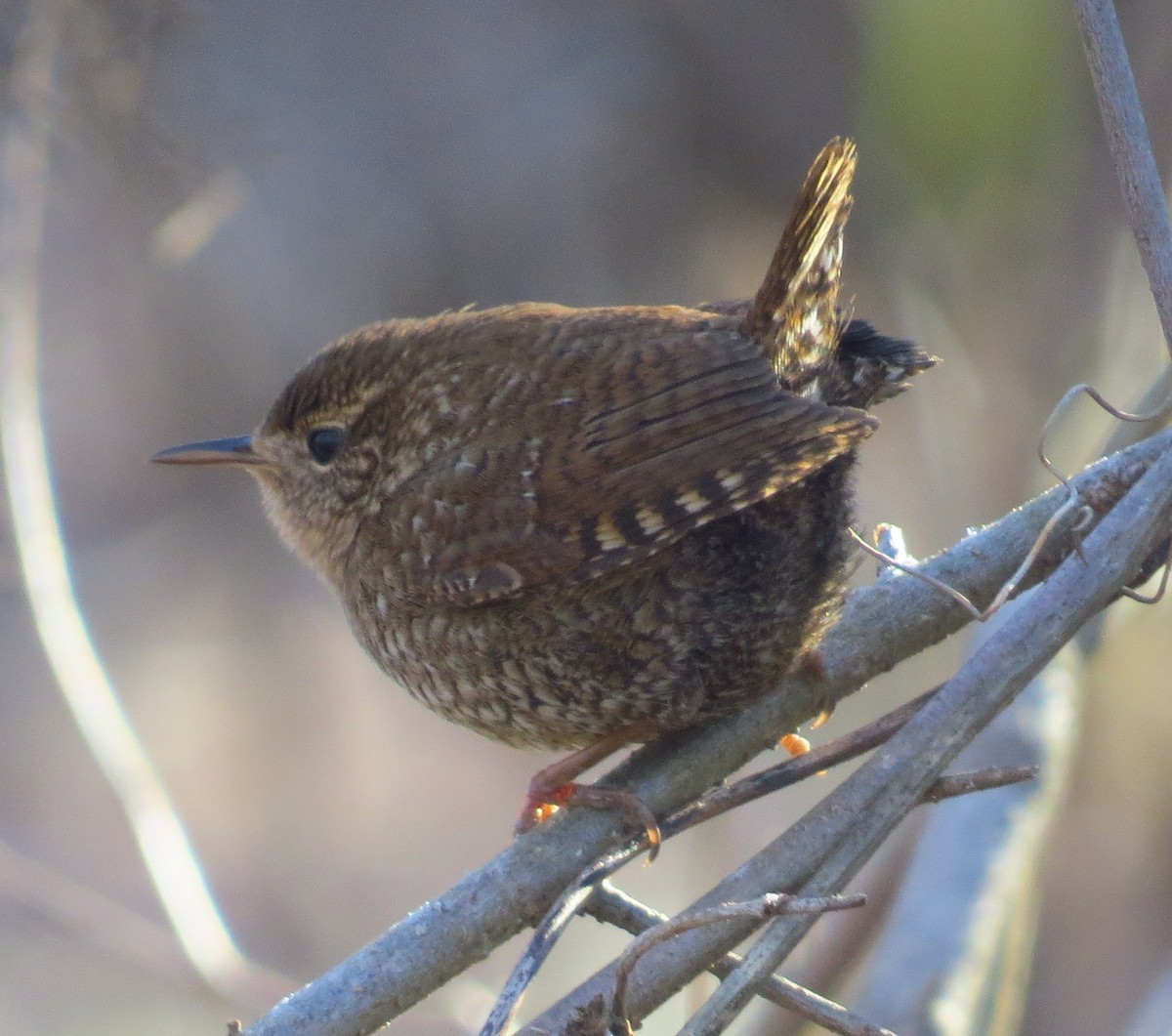 Winter Wren - ML509051541