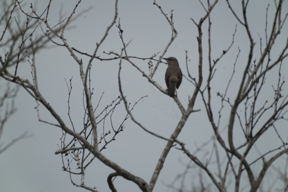 Northern Mockingbird - ML509052181