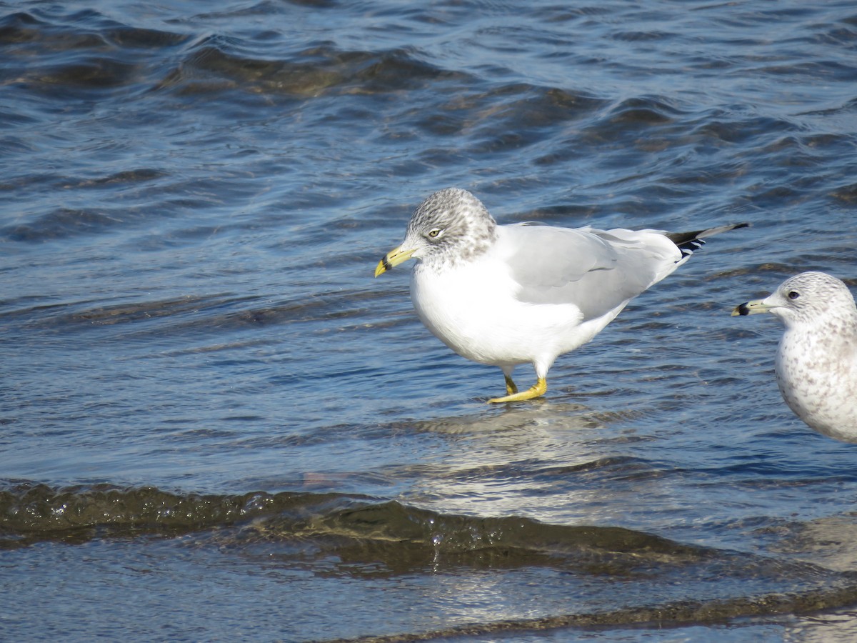 Ring-billed Gull - ML509052441