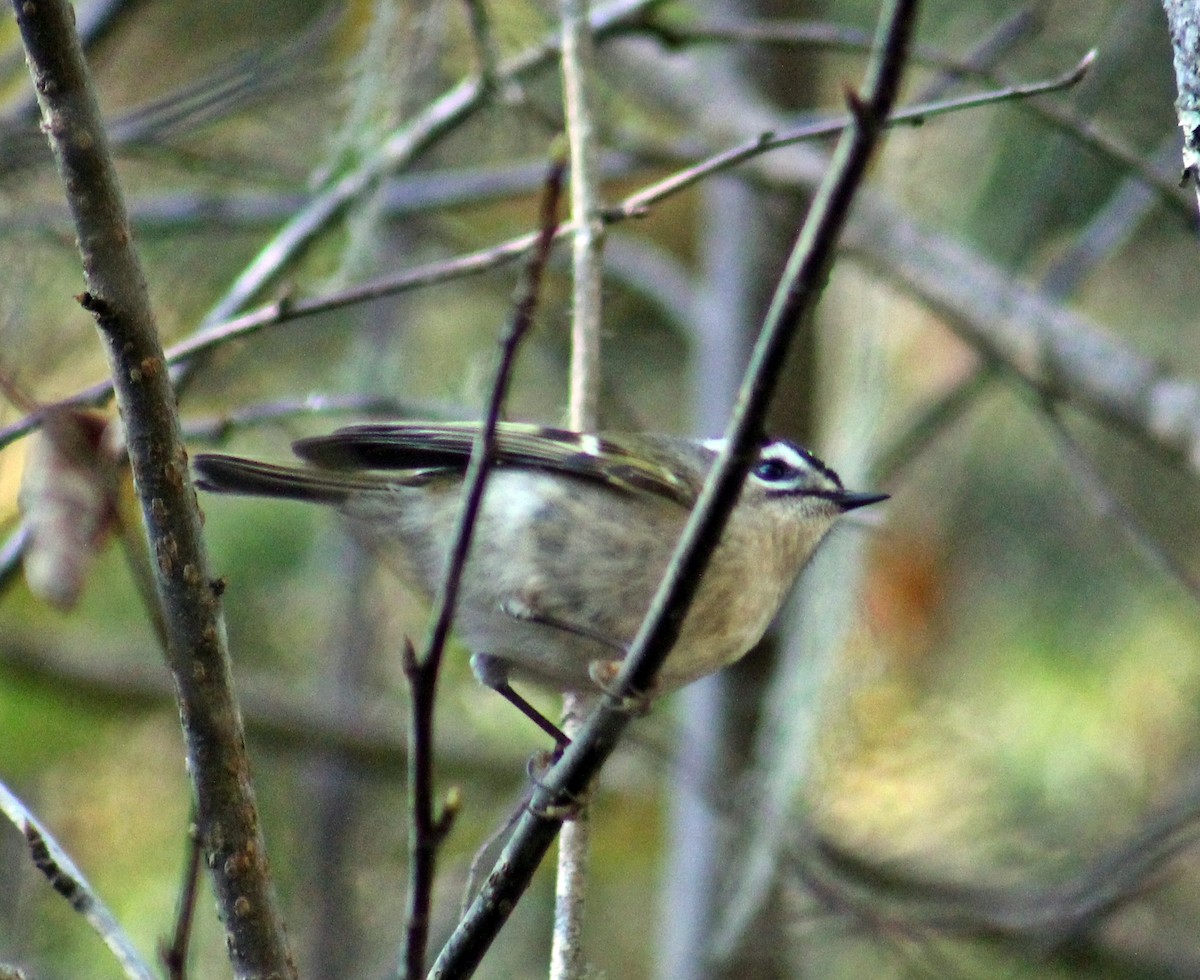 Golden-crowned Kinglet - ML509053151