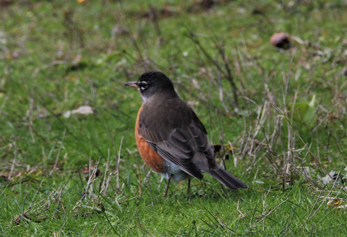 American Robin - ML509058961