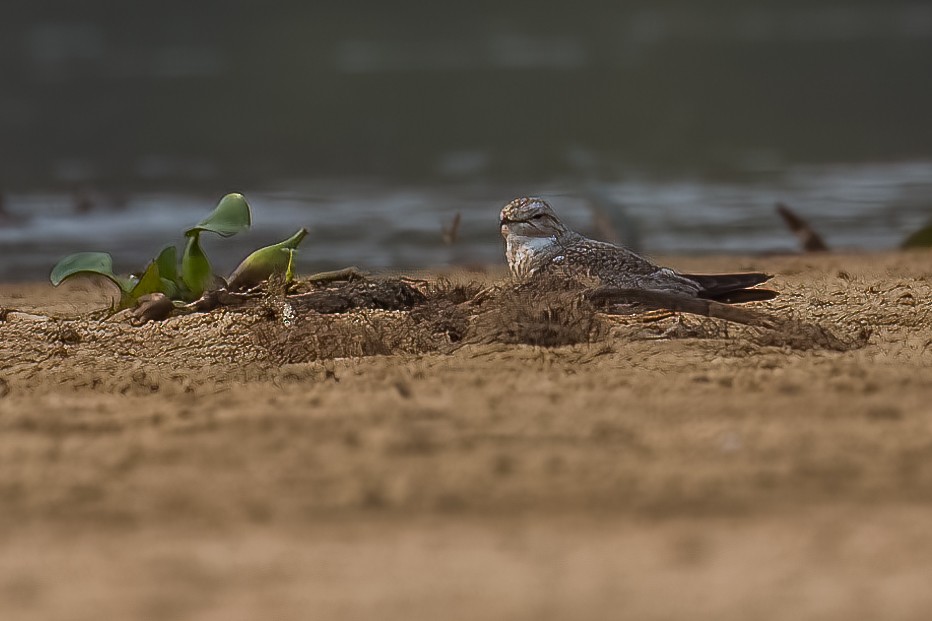 Sand-colored Nighthawk - ML509061201