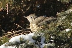 Mistle Thrush - Emily Rottino