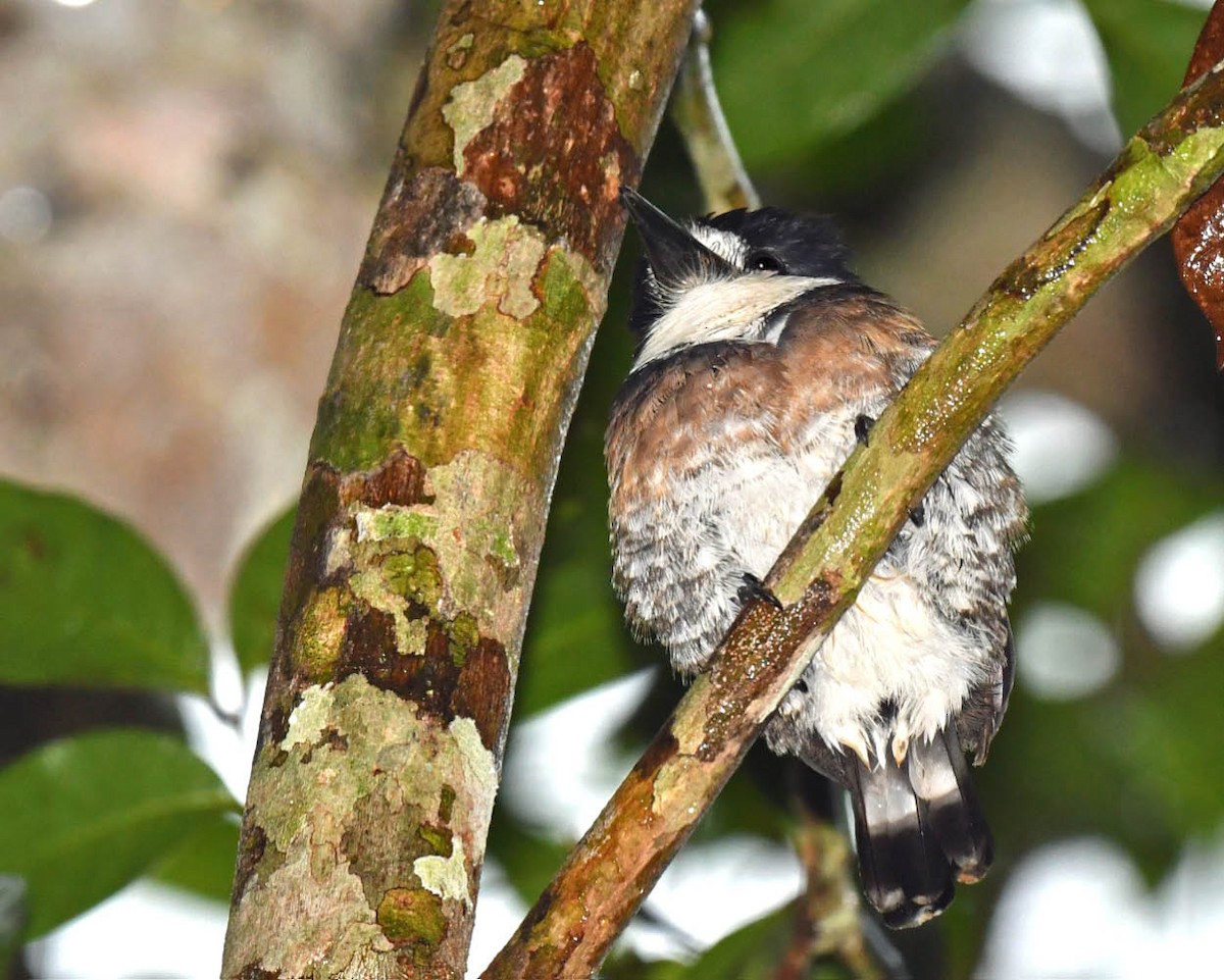 Brown-banded Puffbird - ML509061811