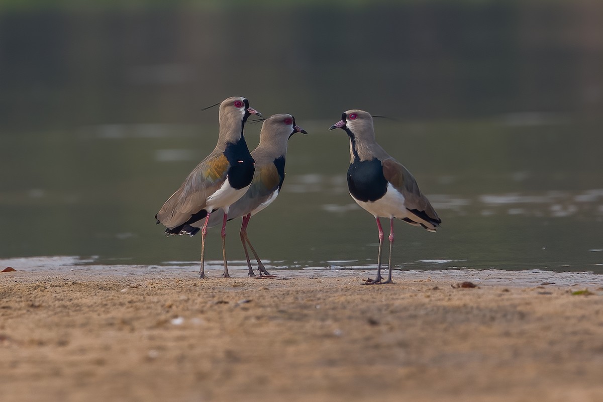 Southern Lapwing - ML509061981