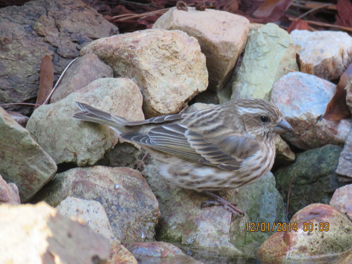 Purple Finch - ML509062151