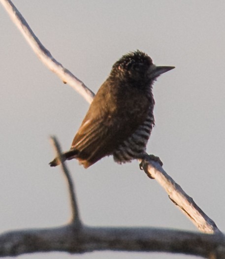 White-barred Piculet - Diogo Lucatelli