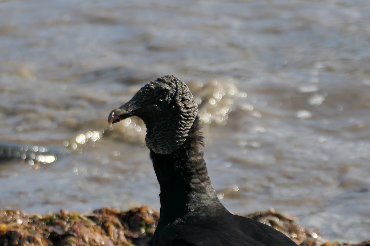 Black Vulture - Kenrith Carter