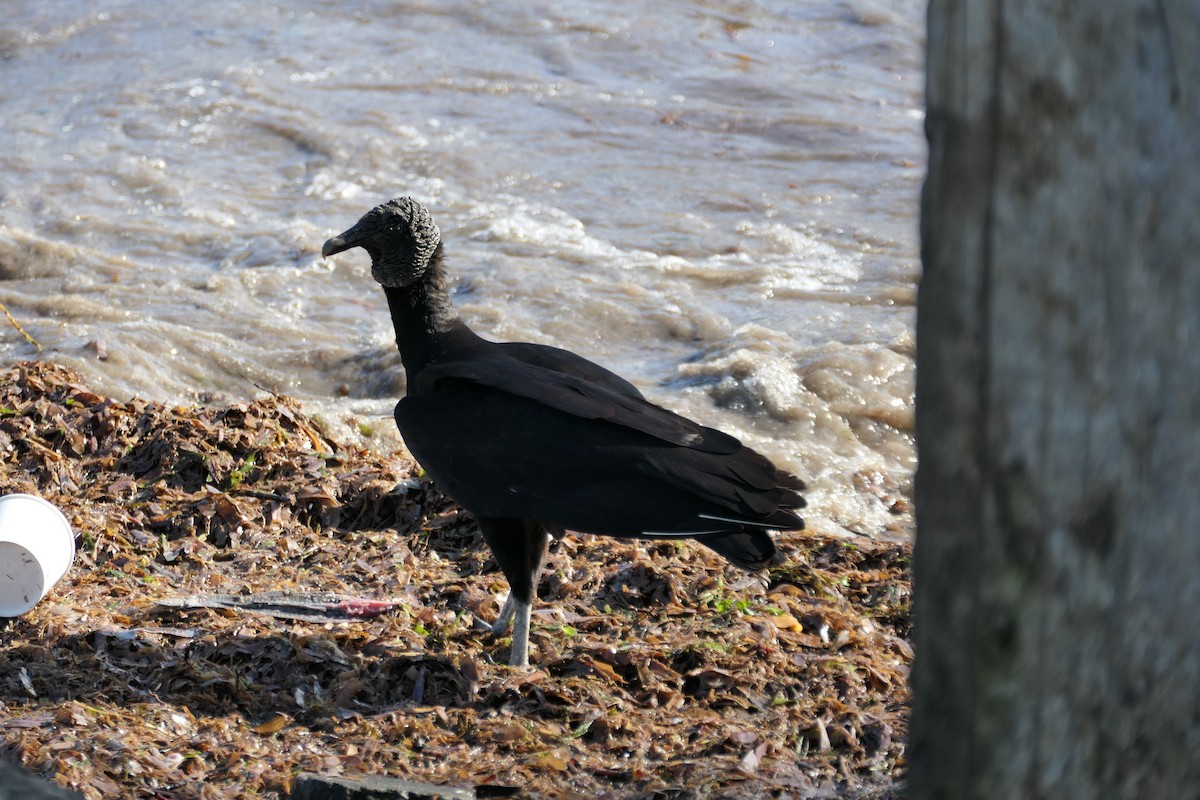 Black Vulture - Kenrith Carter