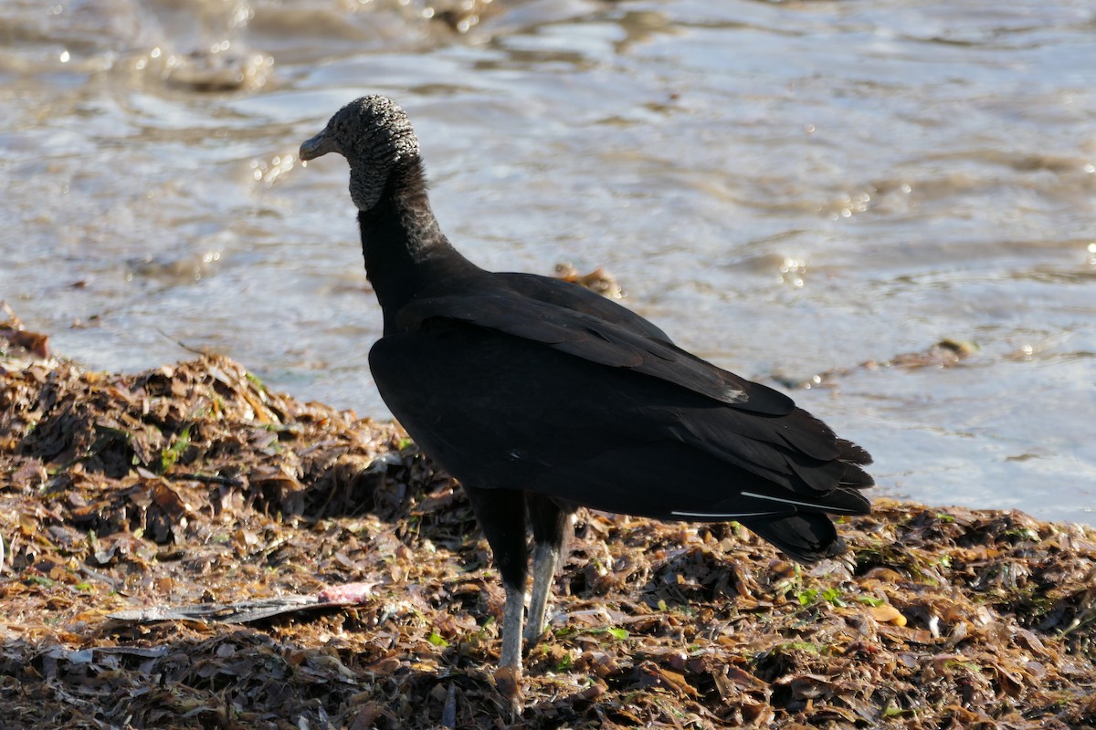 Black Vulture - Kenrith Carter