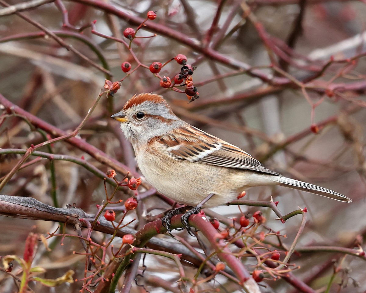 American Tree Sparrow - ML509063811