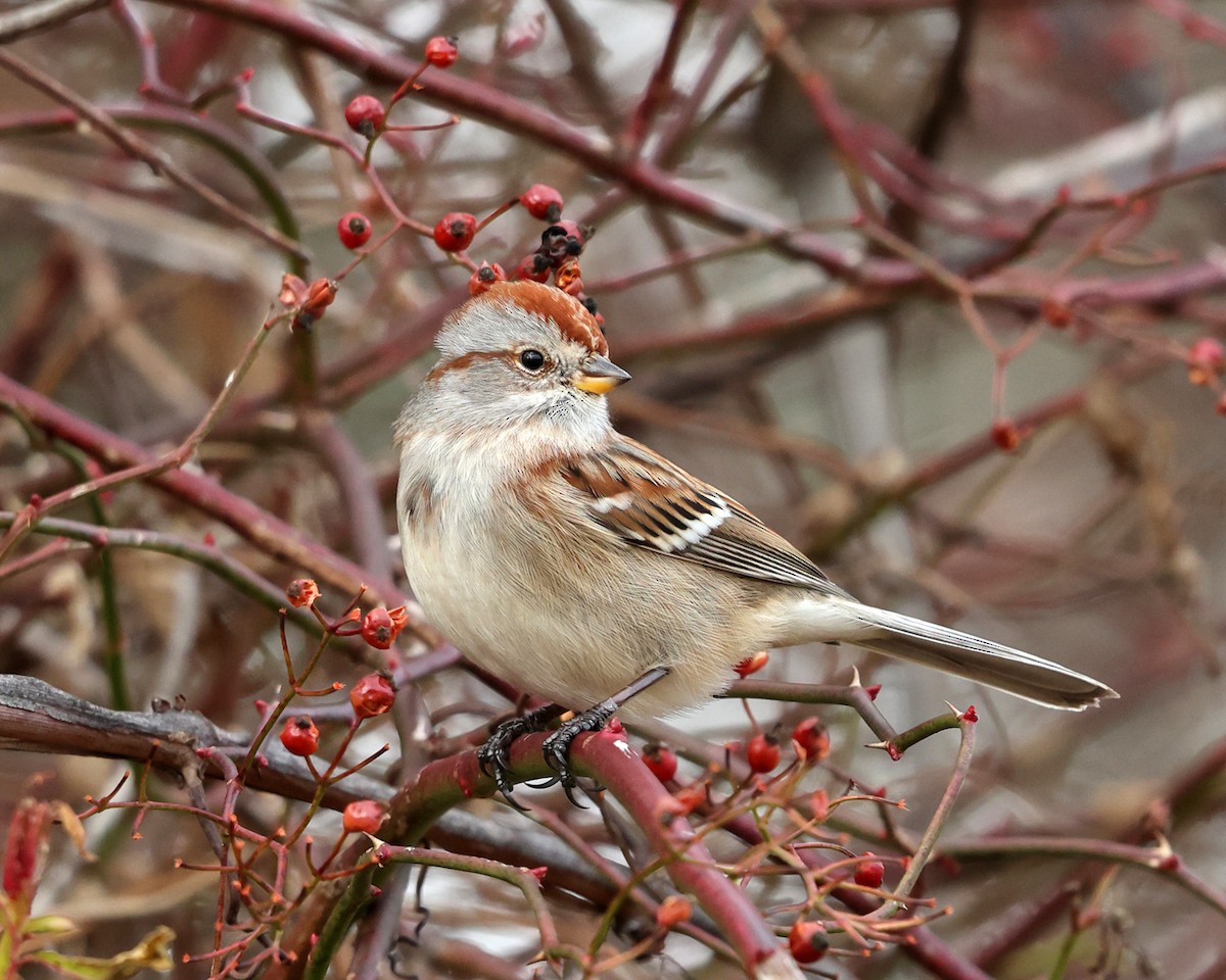 American Tree Sparrow - ML509063841