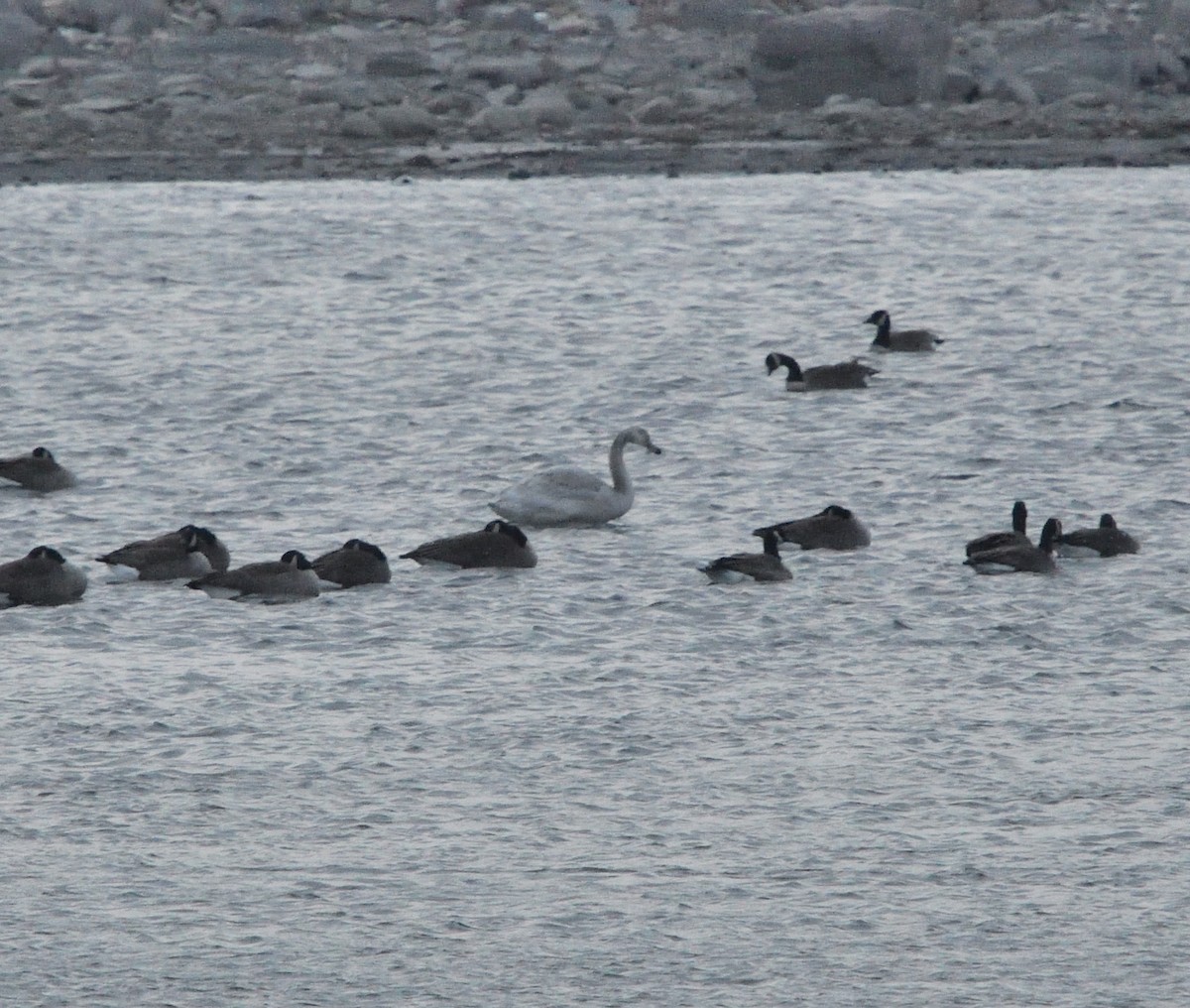 Tundra Swan - Louis Lemay