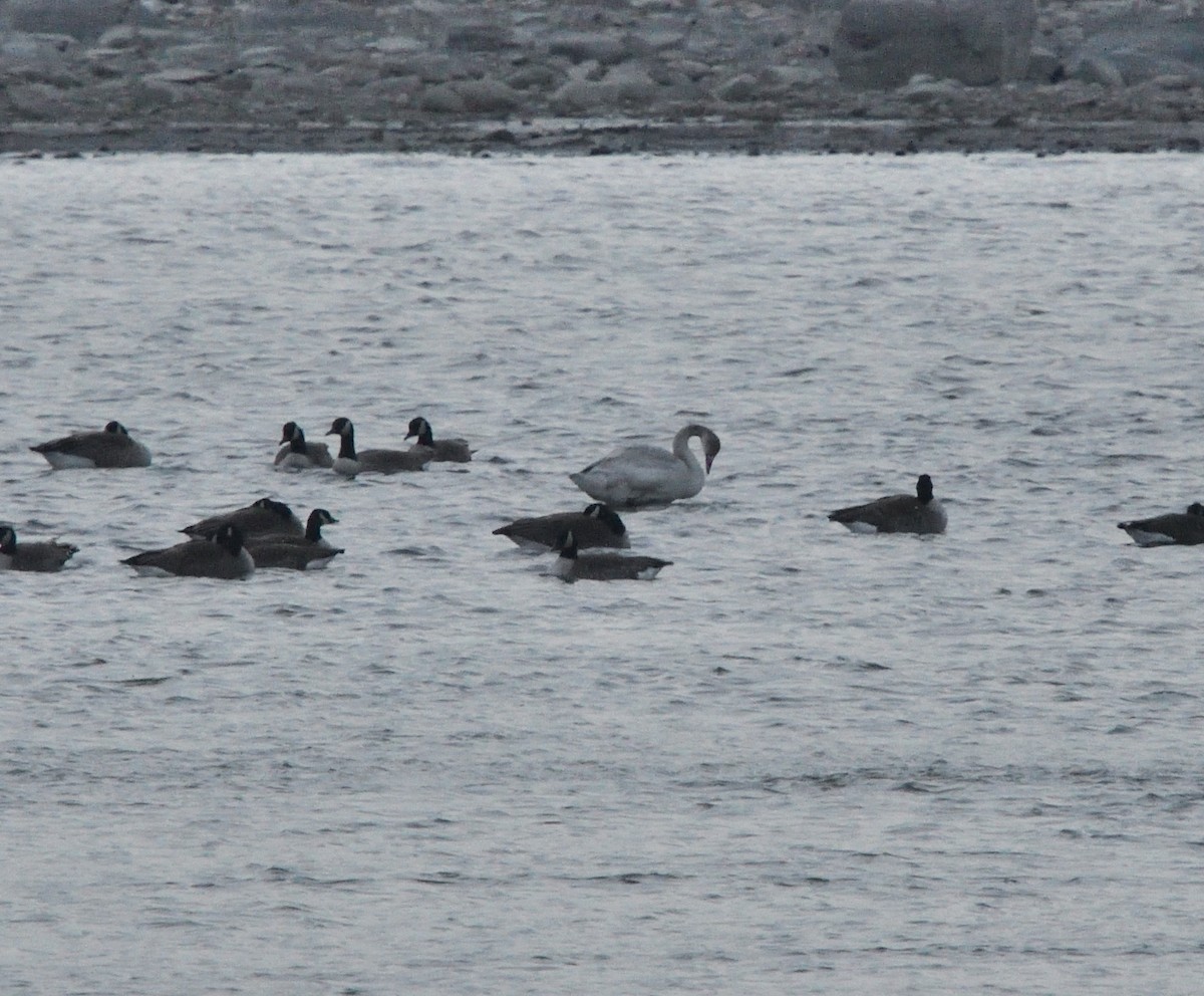 Tundra Swan - ML509063941