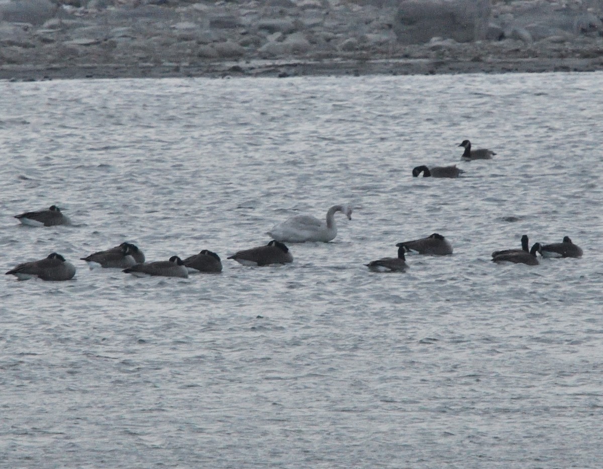 Tundra Swan - ML509063951