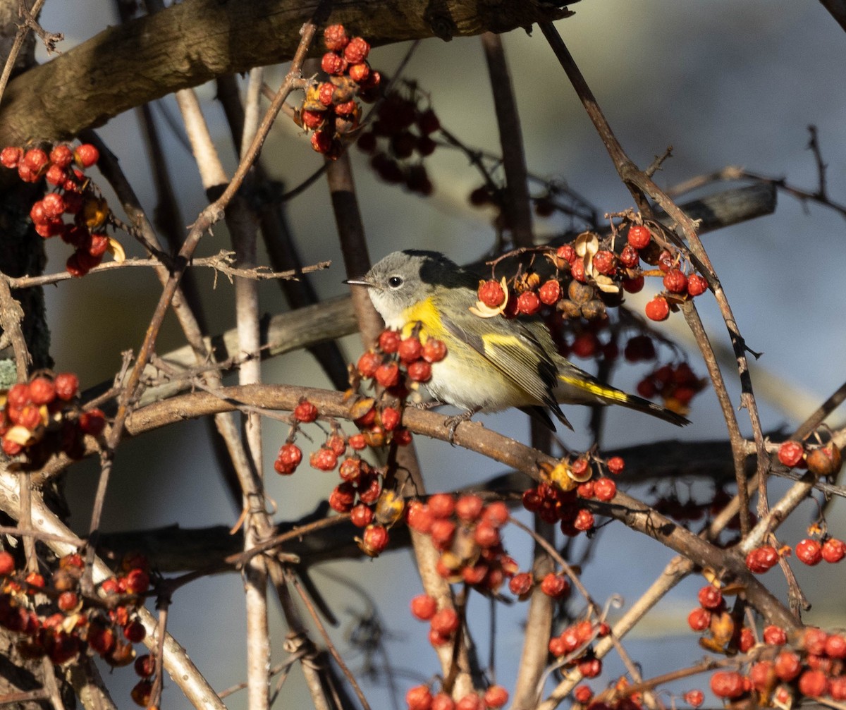 American Redstart - ML509064451