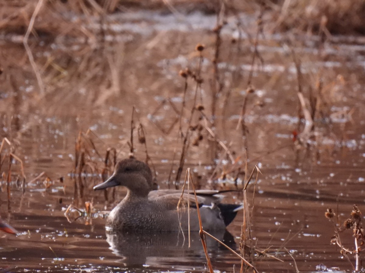 Gadwall - ML509064581