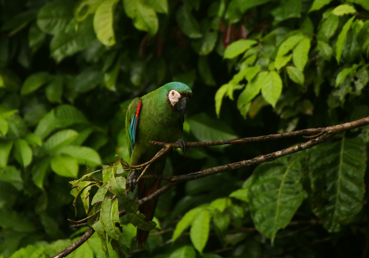 Chestnut-fronted Macaw - ML509065301
