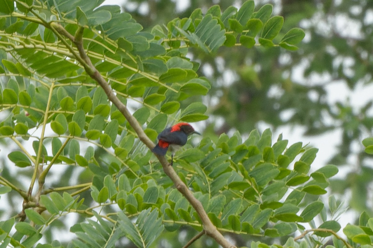 Scarlet-backed Flowerpecker - Donald Davesne