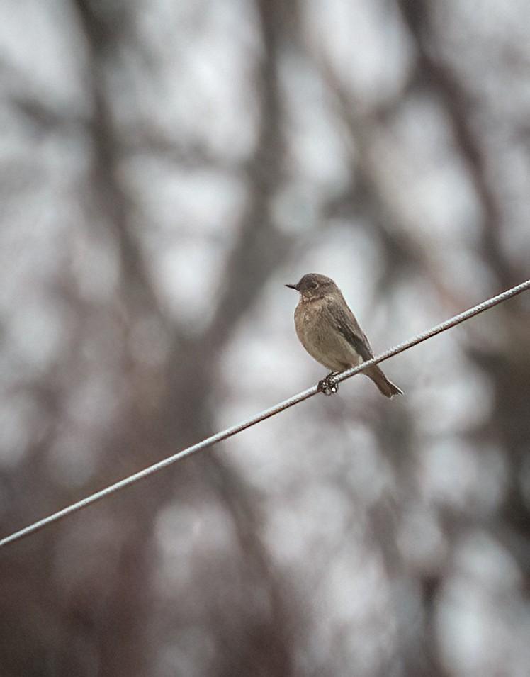 Mountain Bluebird - ML509067881