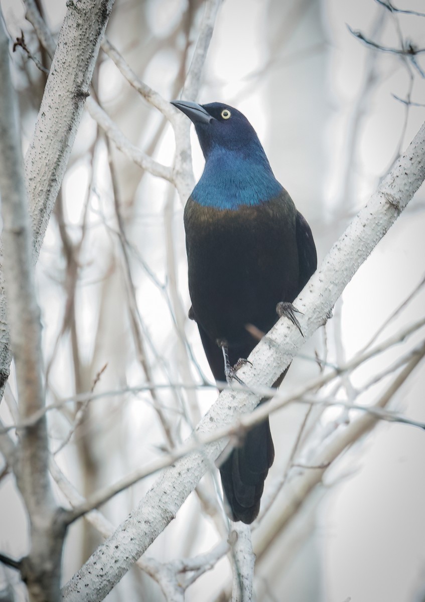 Common Grackle - ML509068111