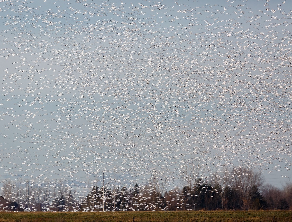 Snow Goose - ML509068591