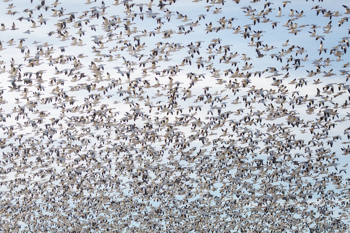 Snow Goose - ML509068601