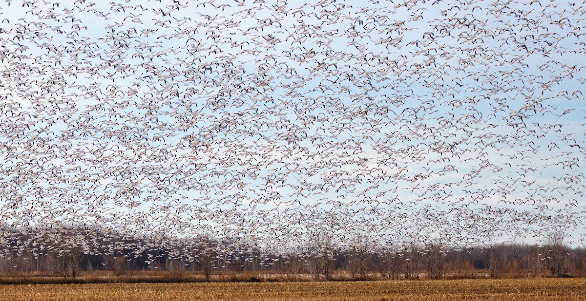 Snow Goose - ML509068611